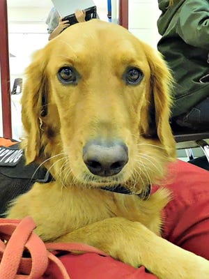 Ranger is a trained and certified therapy dog that helps students at Reeds Spring Intermediate School.
