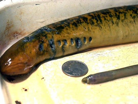 -An adult lamprey is pictured next to a quarter and a 2 year old, juvenile lamprey.