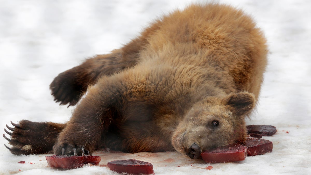 Photos Kodiak Brown Bear Birthday Party At Wildwood Zoo