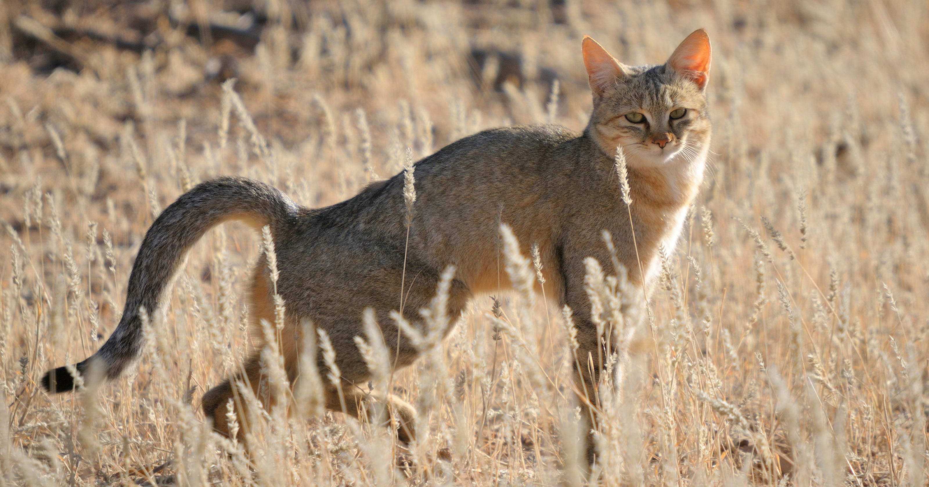 cat-domestication-may-date-back-more-than-5-000-years