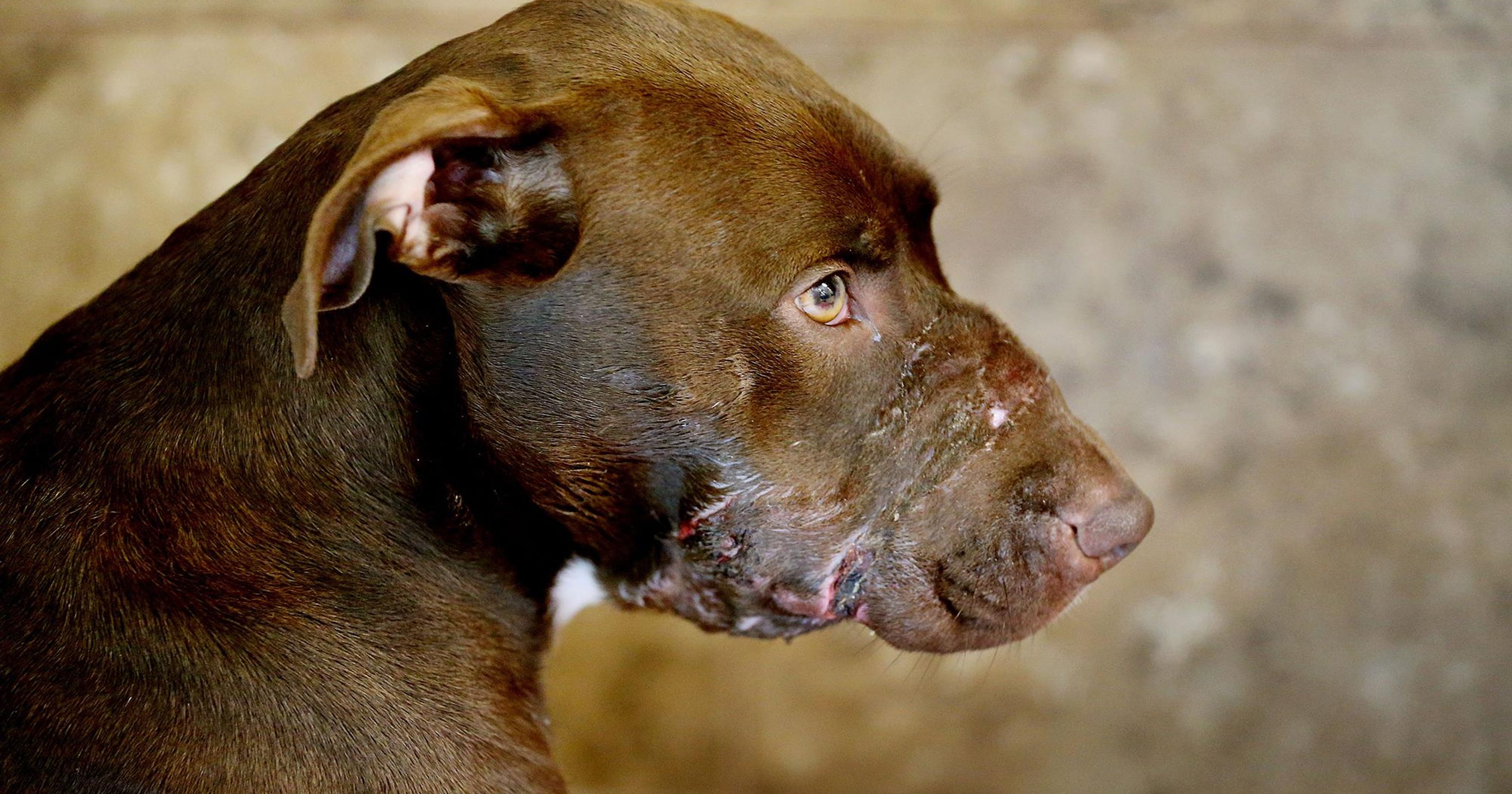 Animal abuse linked to domestic violence, child abuse