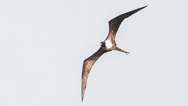 Melanie Coulthurst photographed a magnificent frigatebird over Bluegill Bay Park in Wausau on Sept. 22, 2017. The bird was likely blown up to Wisconsin during Hurricane Irma.