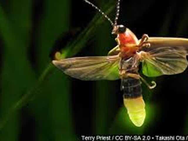 Get To Know The Firefly Pennsylvania S State Insect