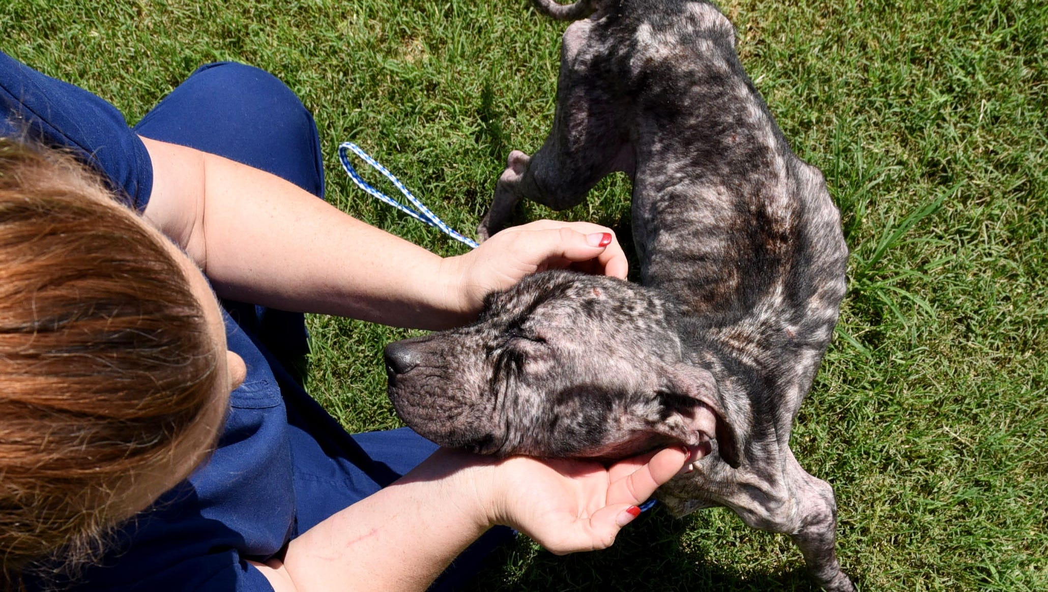 Emaciated pit bull rescued in Haughton