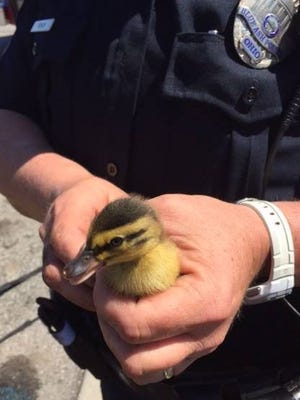 Officials from at least three agencies were required to save a duckling from a Blue Ash sewer Wednesday afternoon. They got the job done. 

Three Blue Ash police officers, along with the Blue Ash fire department and the SPCA, removed a sewer grate and climbed down to remove the duckling from harm's way.