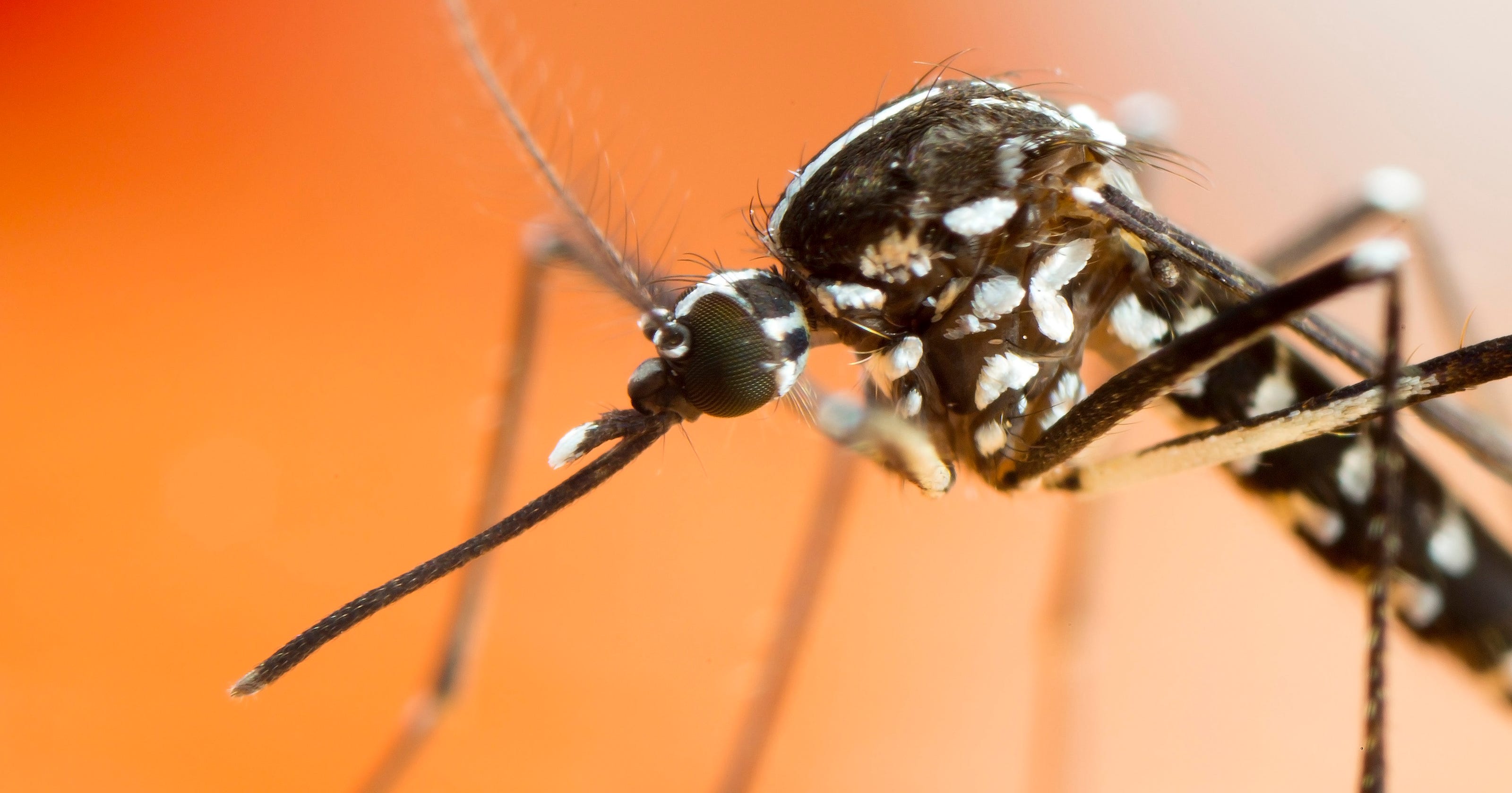 Mosquitoes 3 Times Larger Than Normal Attack North Carolina 