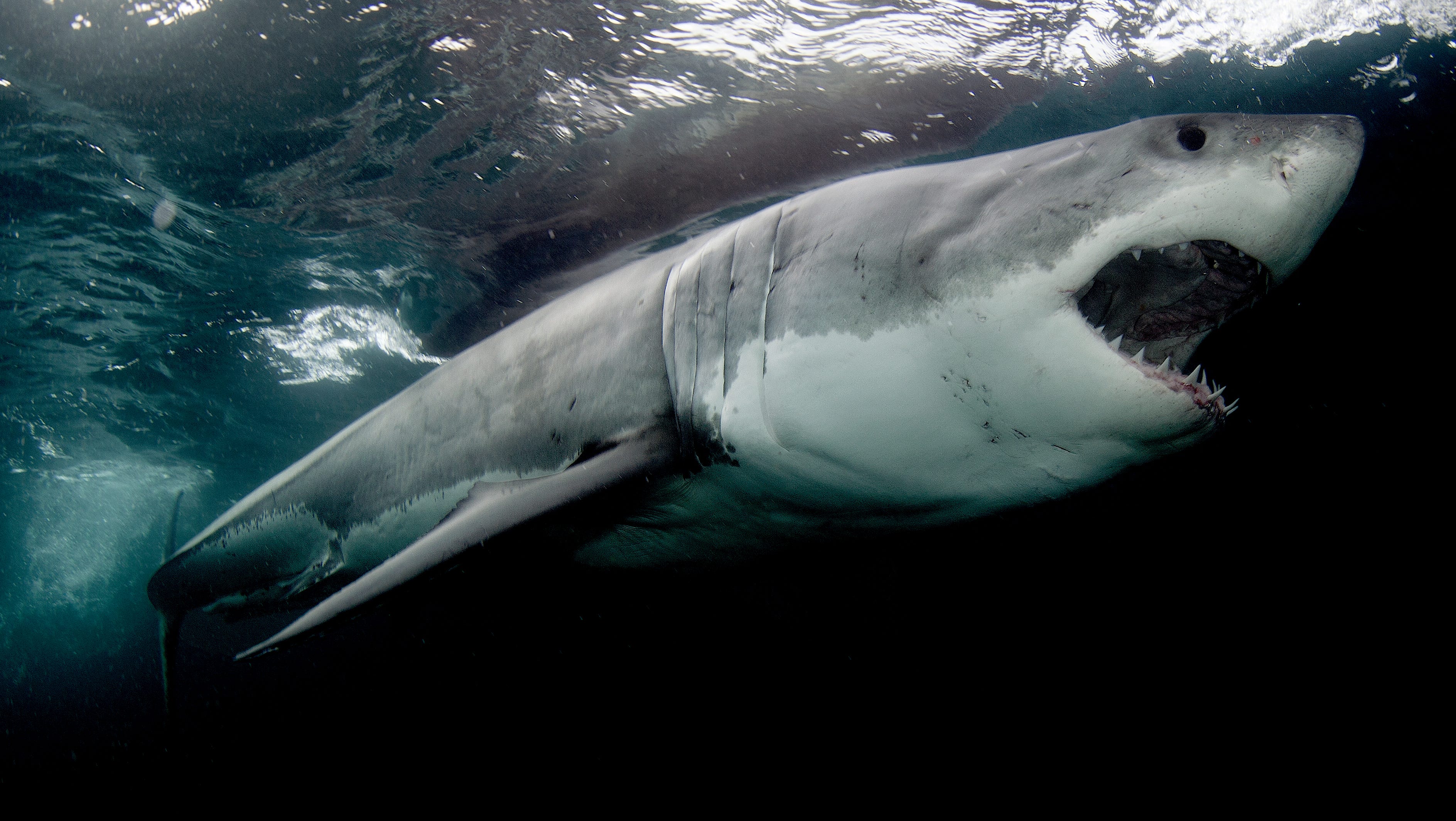 This Is A Whole New Species Of Shark Week