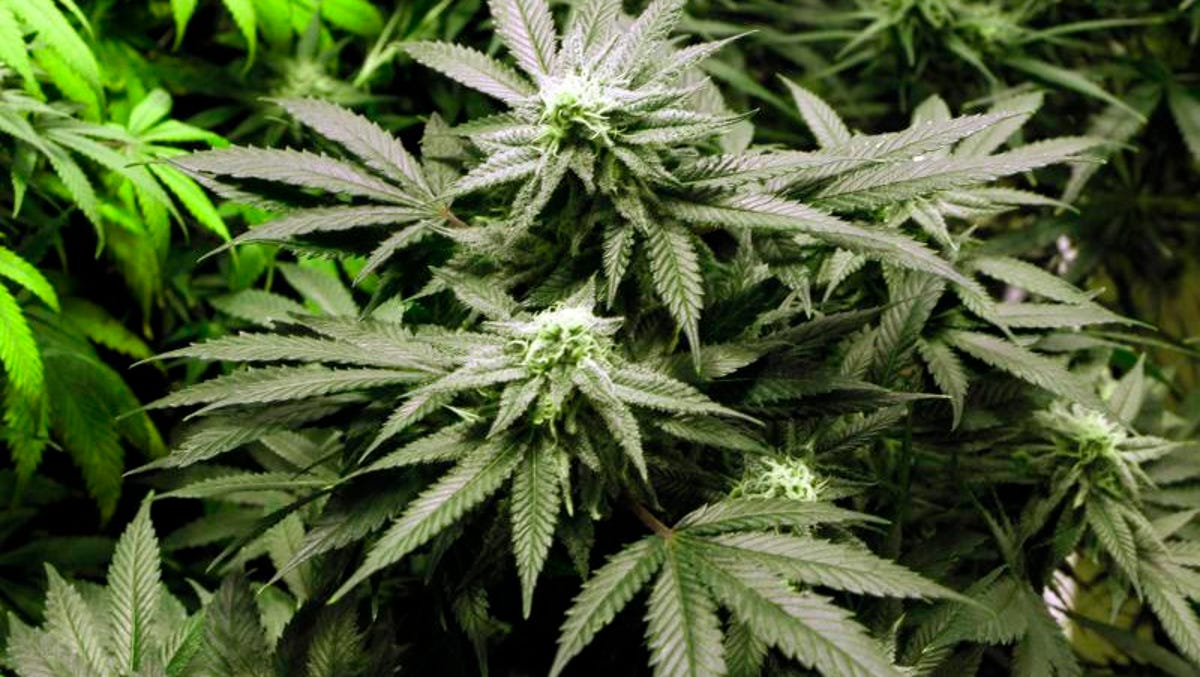 Wisconsin Democratic Legislature Explains Juvenile Marijuana Demand