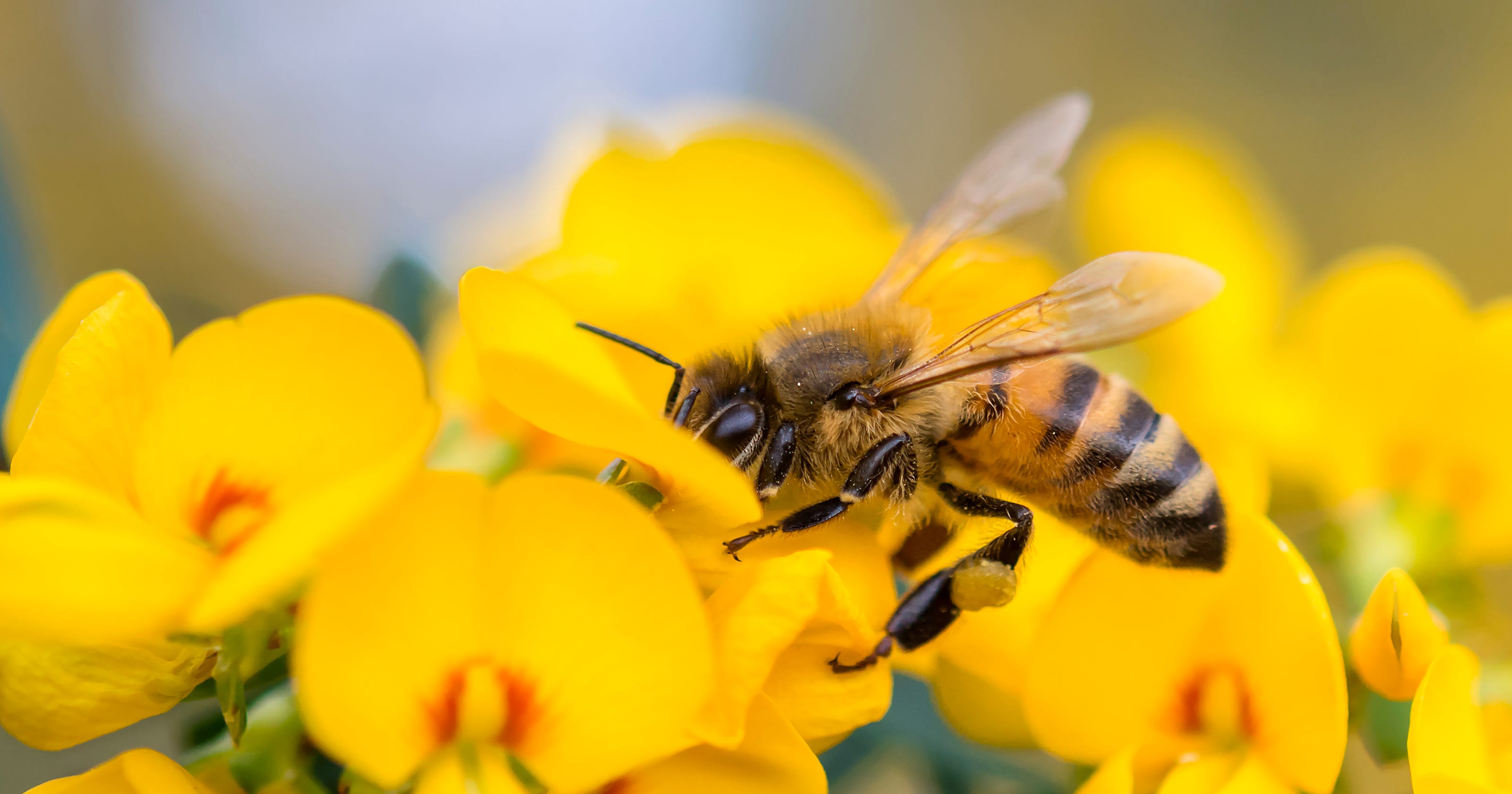 Honeybees Are In Trouble Heres How You Can Help