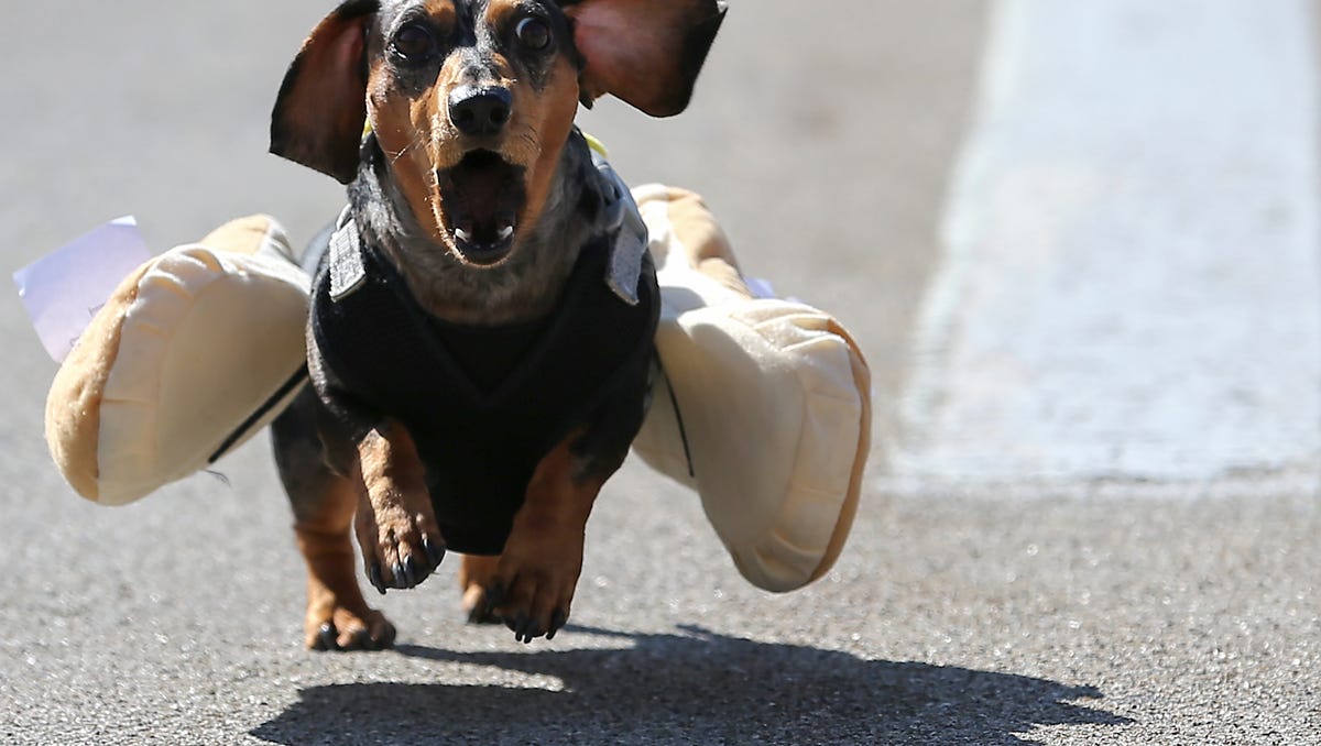 Wiener dogs give it their all Oktoberfest race