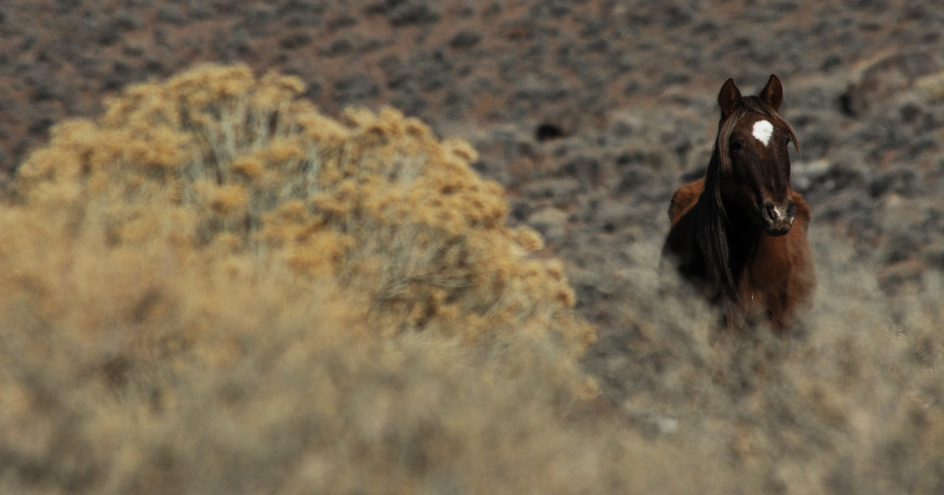 Group files lawsuit to stop Pine Nut wild horse roundup