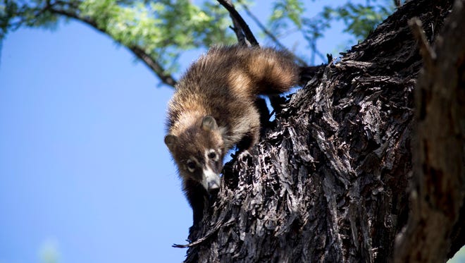 The secretary of Homeland Security has the ability to waive any law, includes those that protect animals such as the coati, that would slow construction of a wall needed to secure the border.