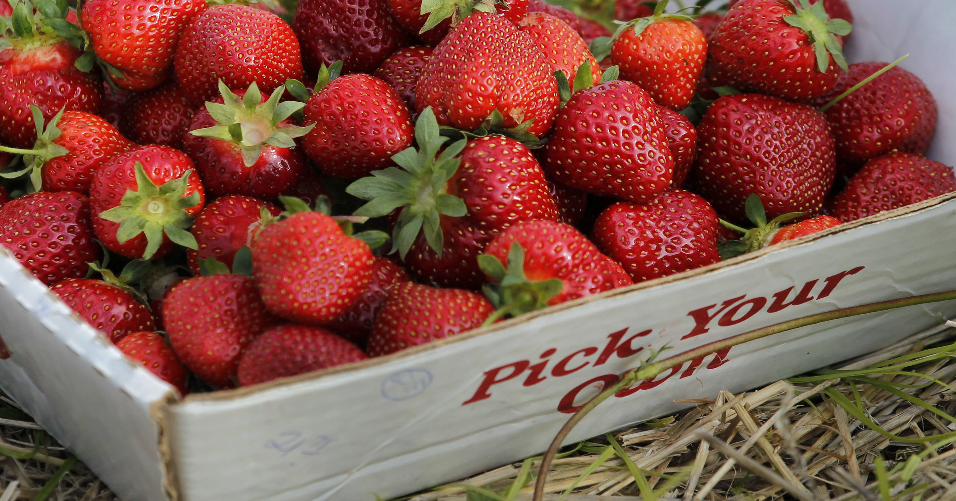 Strawberry picking 2018 starts in Rochester NY