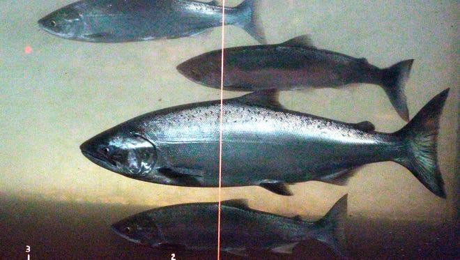 In this June 27, 2012, file photo, a chinook salmon, second from the bottom, swims with sockeye salmon at the Bonneville Dam fish-counting window.
