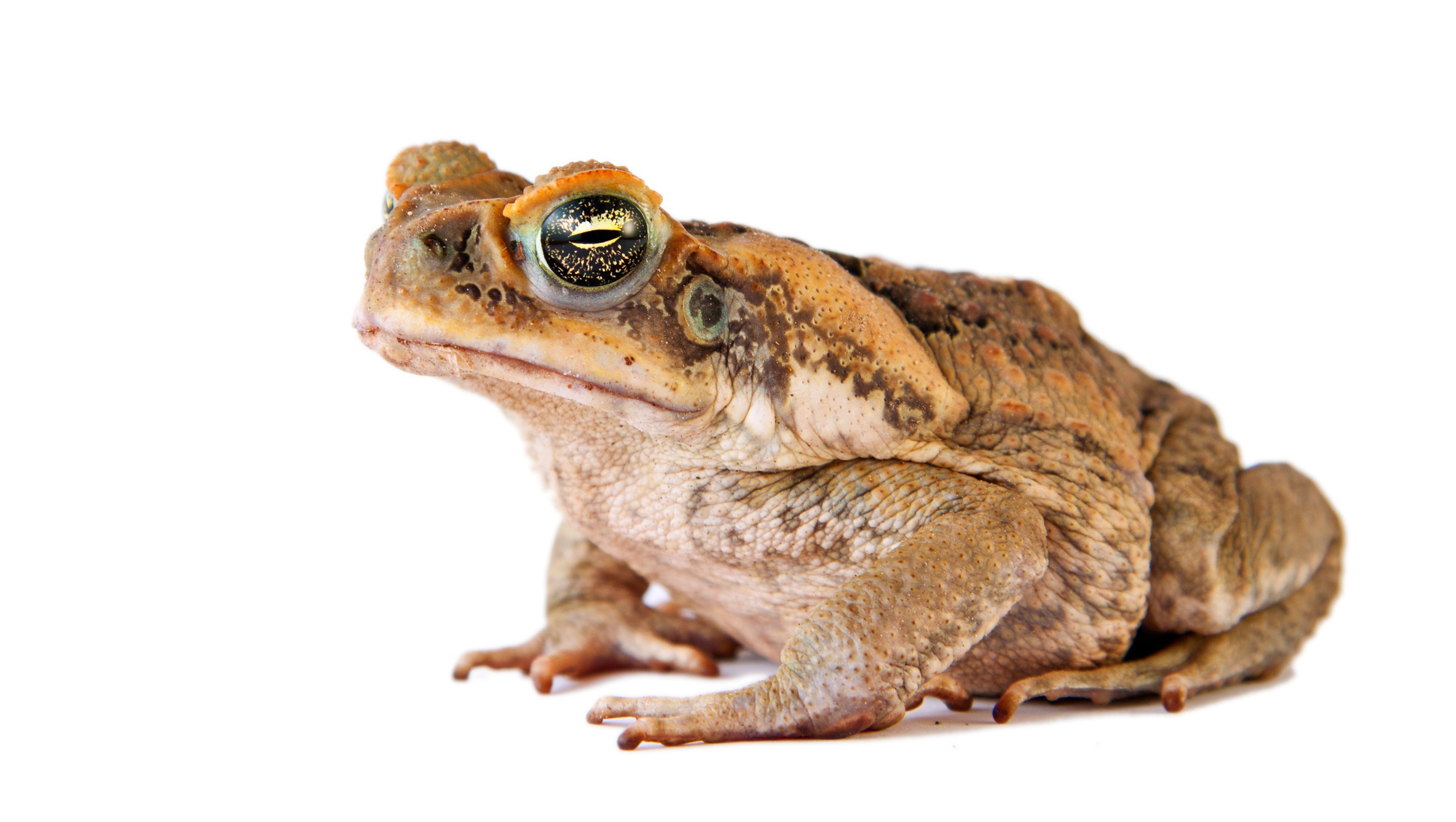 Toad Trappers Keep Pets Safe From Invasive Cane Toads In N Naples Fl