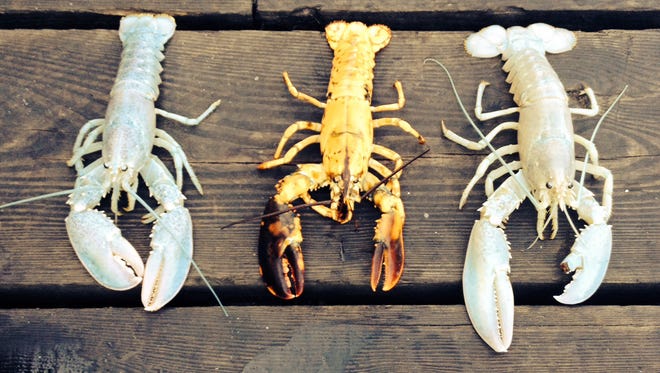 In this photo provided by Owls Head Lobster Company, two rare albino lobsters flank a rare yellow lobster on a deck in Owls Head, Maine, on Friday. The Portland Press Herald reports Bret Philbrick caught the curious crustacean off of Owls Head on Thursday and Joe Bates caught one off the Rockland breakwater days earlier. Albino lobsters are believed to be about one in 100 million.