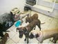 Dog deaths at Gilbert boarding site