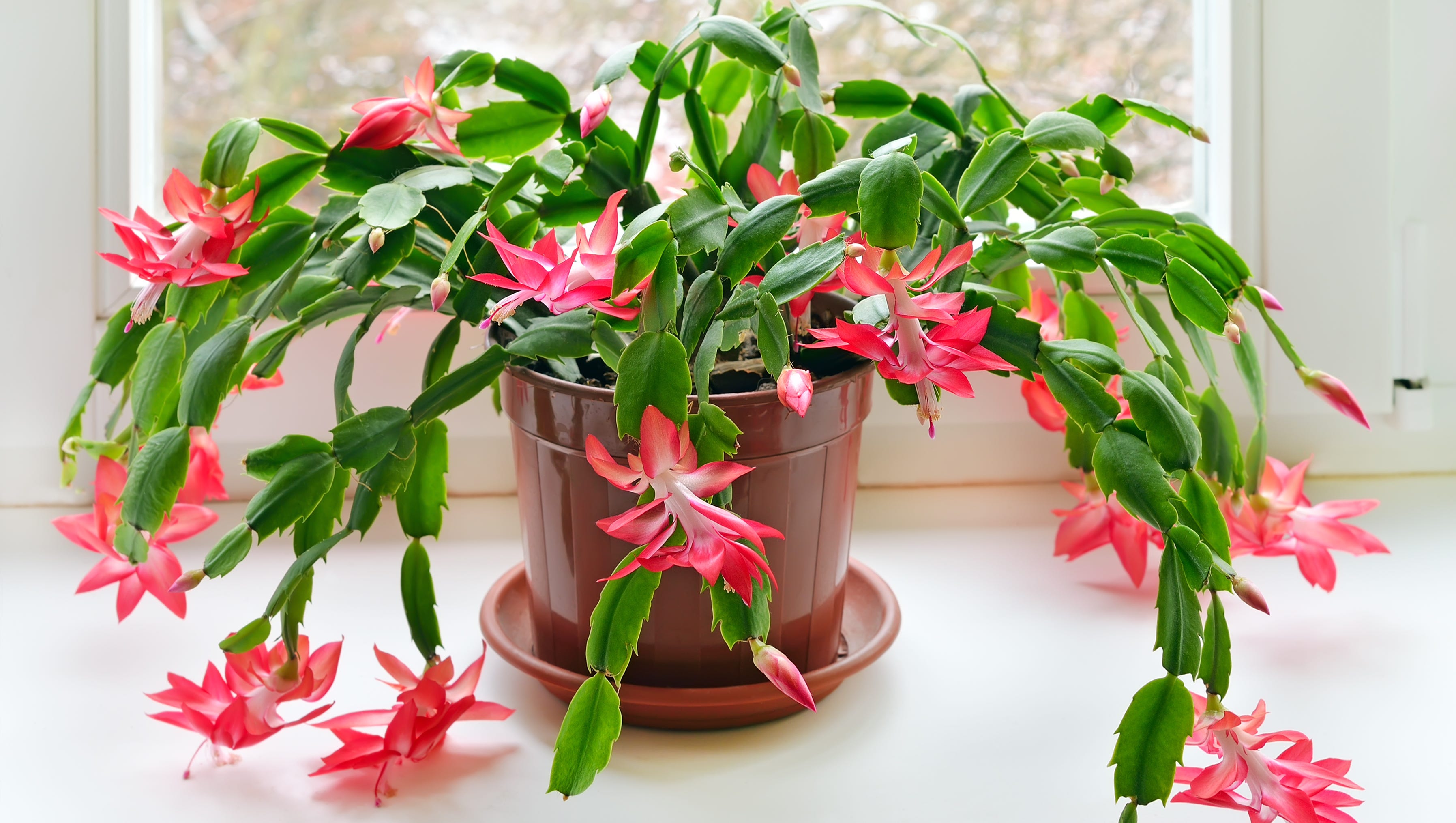 Christmas Cactus Prefers Cool Sunny Spot