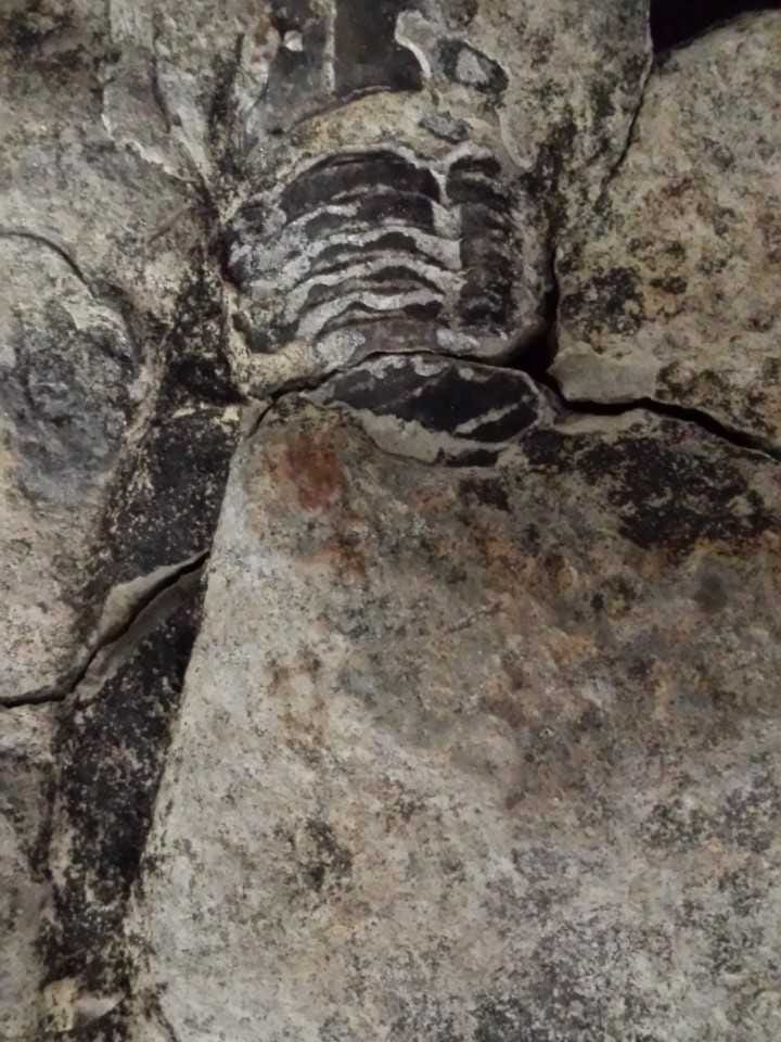 Tennessee girl finds 475millionyearold trilobite fossil while fishing