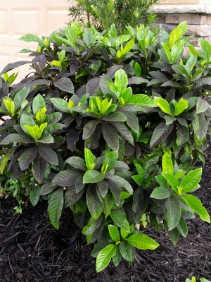 
Sooty mold fungus creates a black coating on the leaves of this gardenia.
