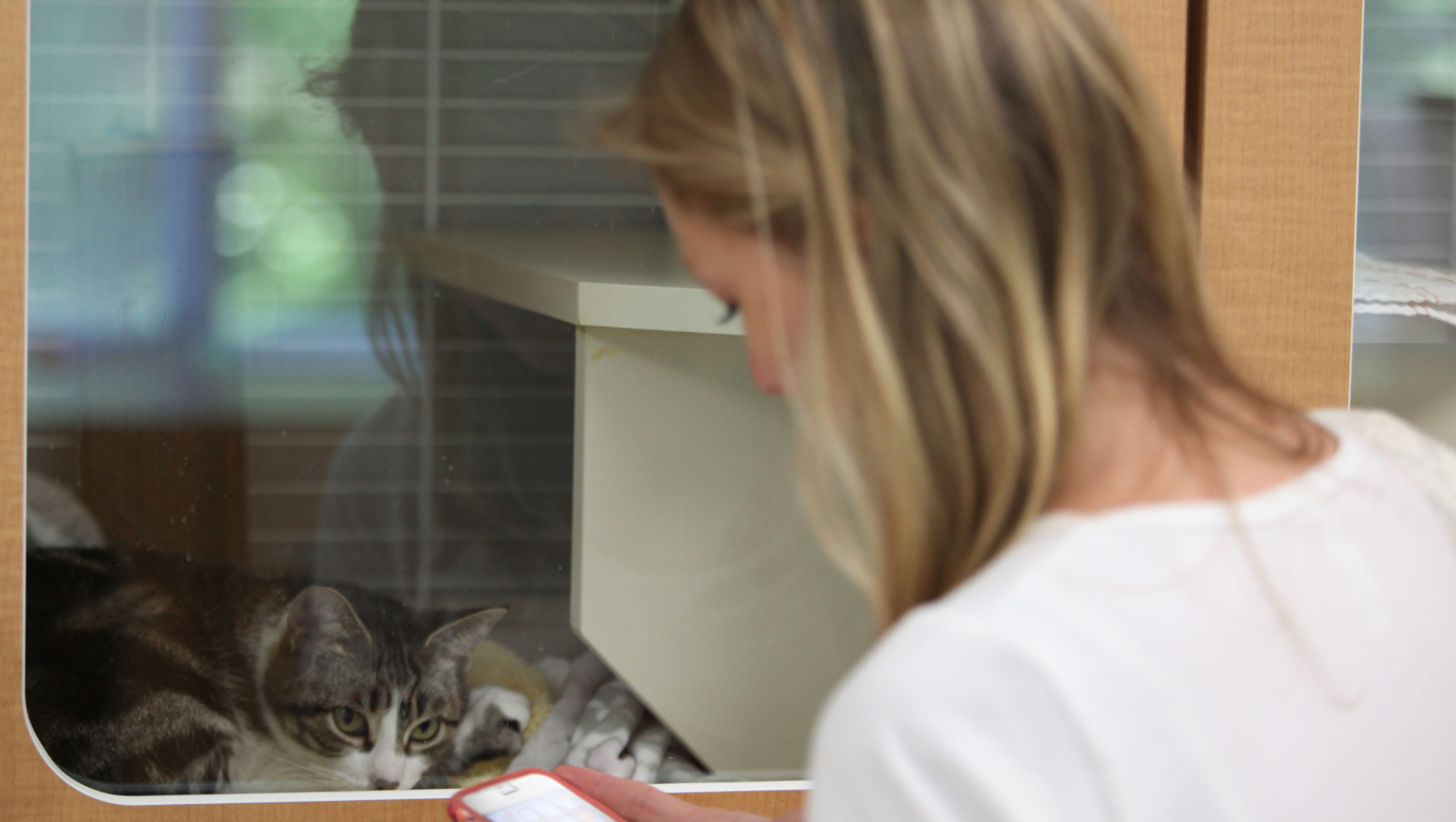 Delaware Spca To Close Stanton Shelter