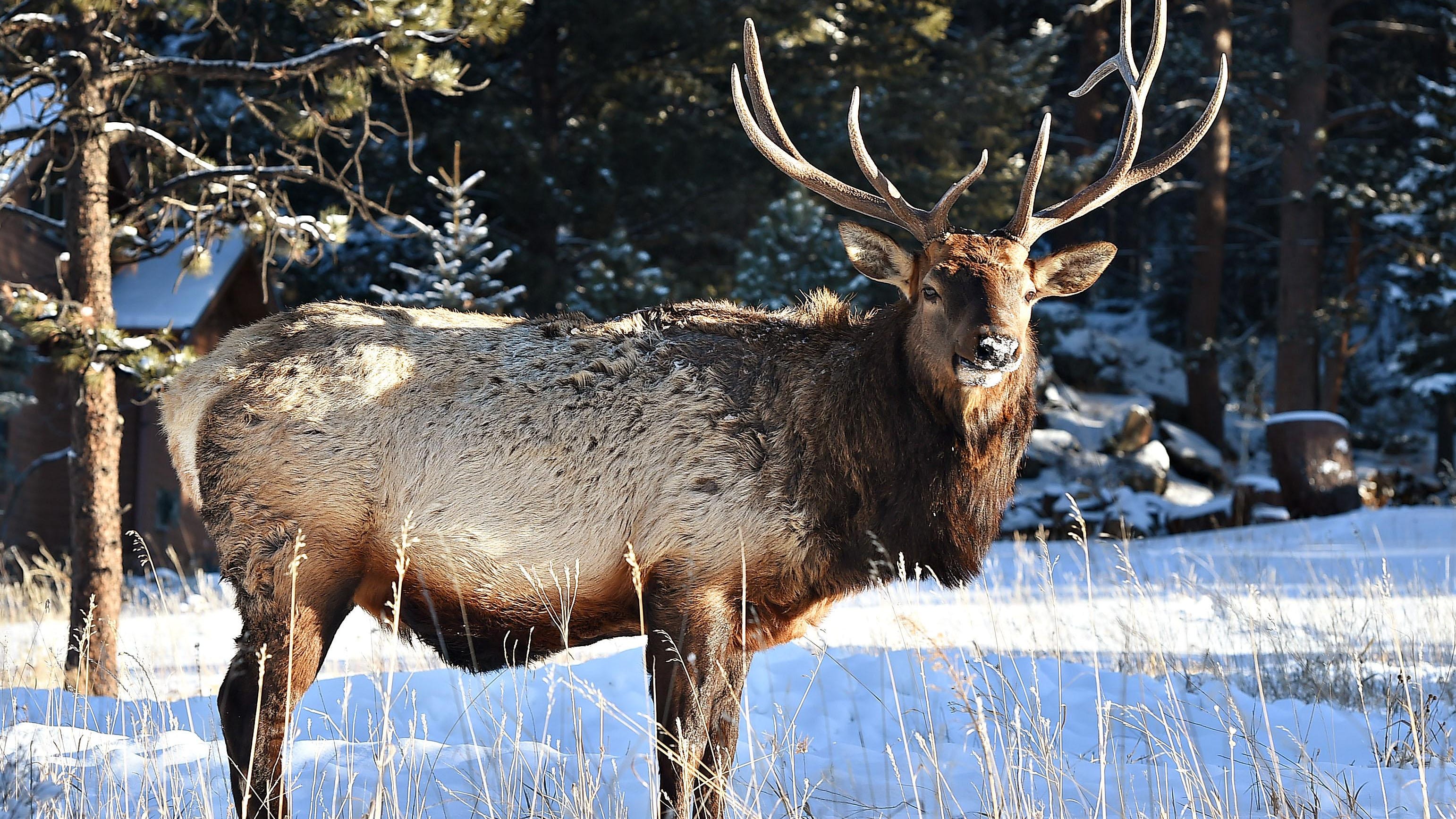Colorado wildlife scrounging for food due to bad weather