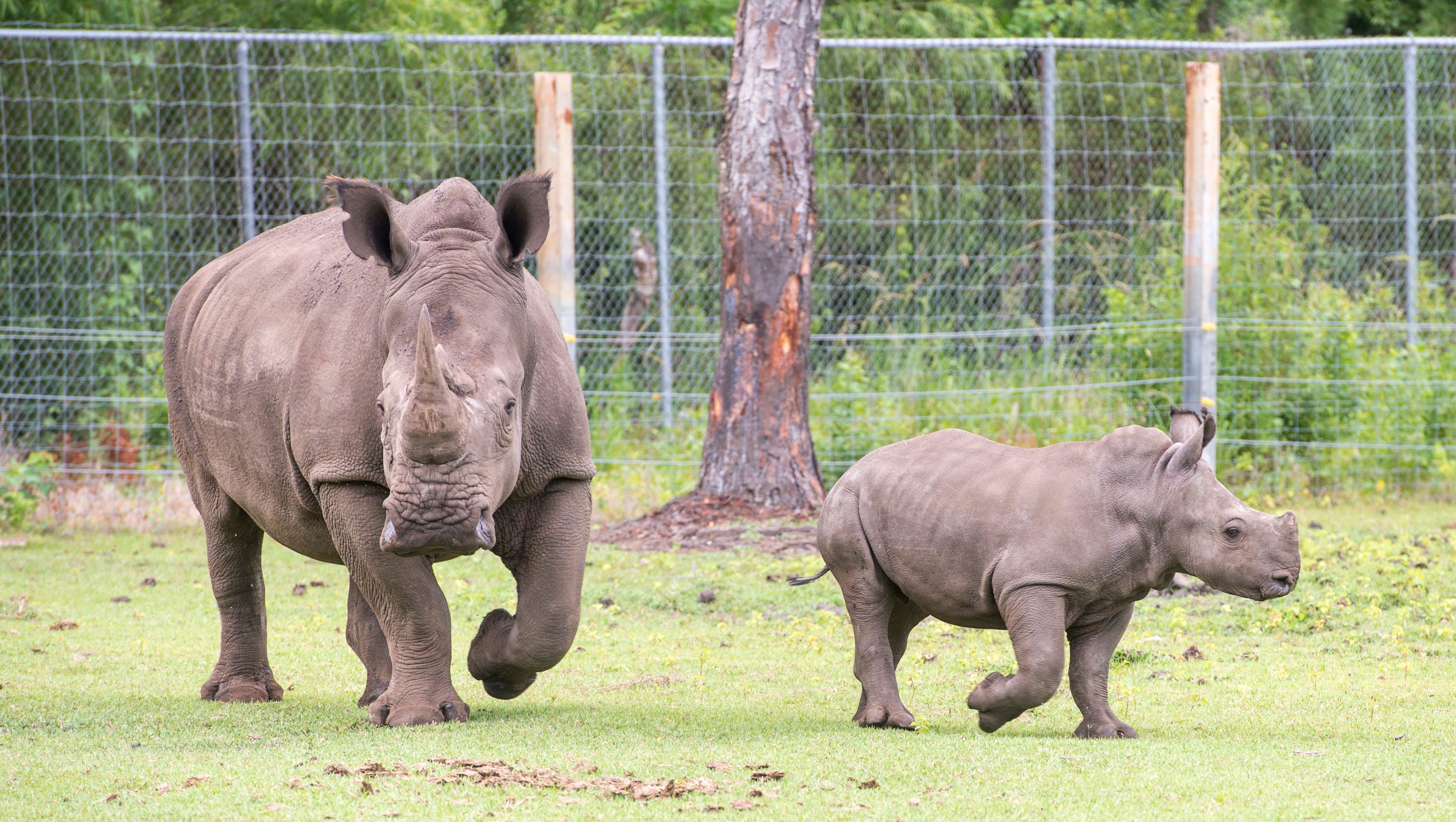 gulf breeze zoo jobs gulf breeze zoo jobs