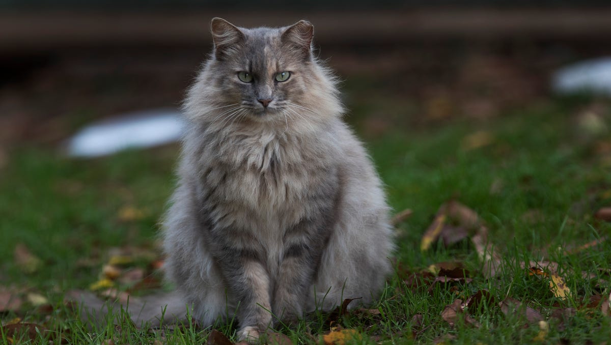 Feral Cats Rank In Top 50 Invasive Species In The West
