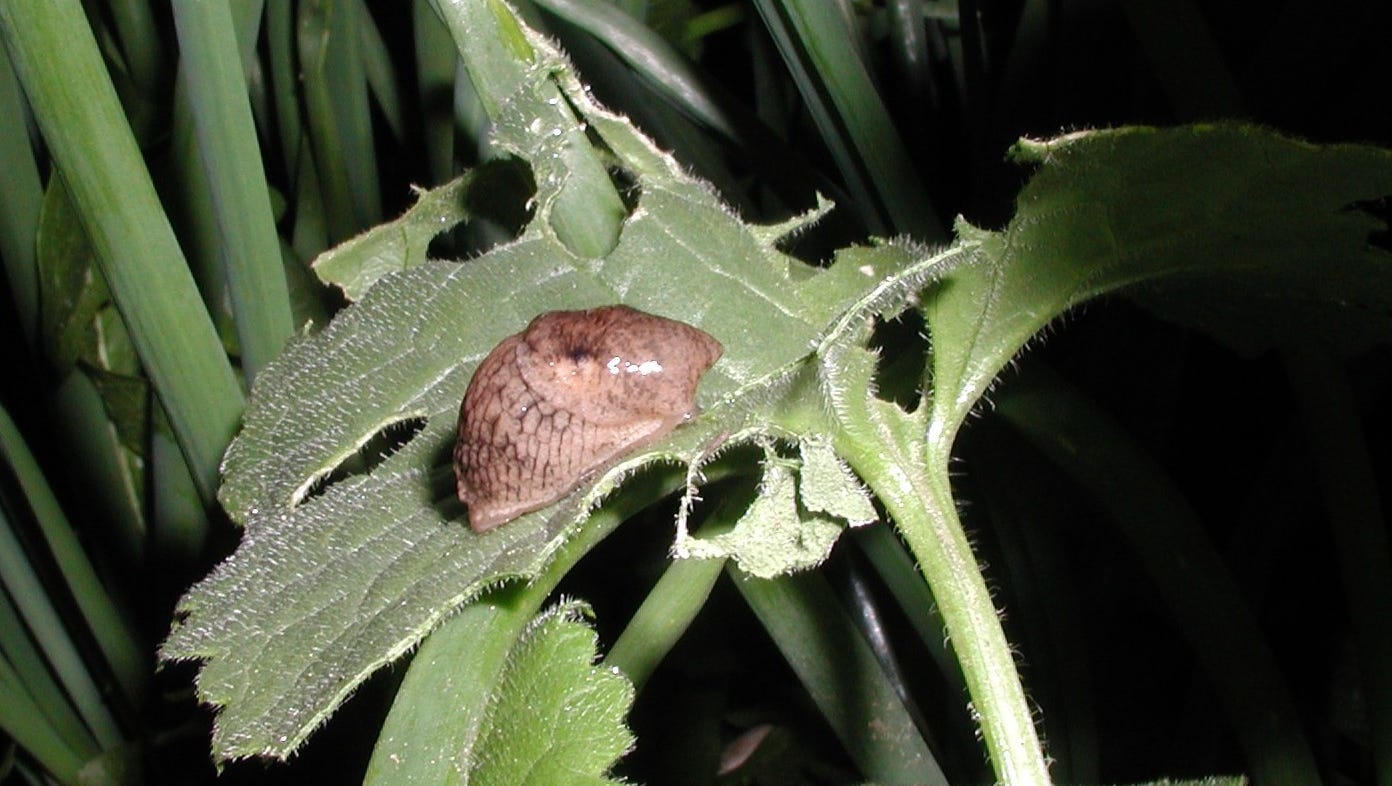 How to Control Slugs in Your Garden this season