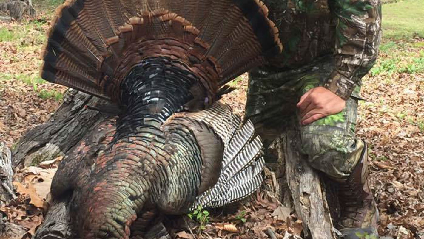 Potential state record turkey killed in Midstate