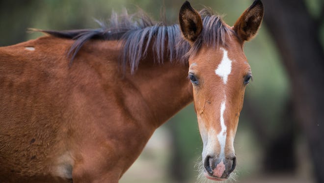 Horses would be vulnerable under proposed legislation, the Humane Society of the United States says.