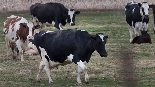 Cows have to be milked, whether dairy prices are good or not, but experts say a new trade deal with Canada may not help American farmers much because it won't address the glut of milk that's depressed prices for more than three years.