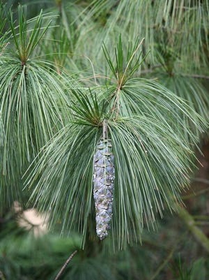 Pine cones are the female parts of the pine tree.