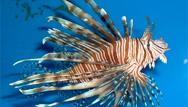 Adult lionfish, approximately 250 mm total length.