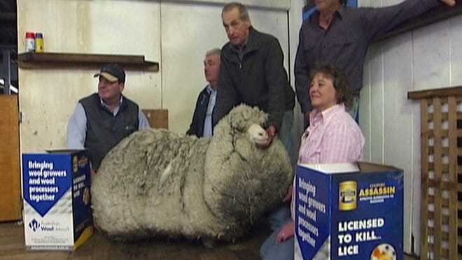
Shaun the shaggy Australian sheep awaits shearing with farmers on Aug.
28 in Midlands, Australia, in this image made from video.
