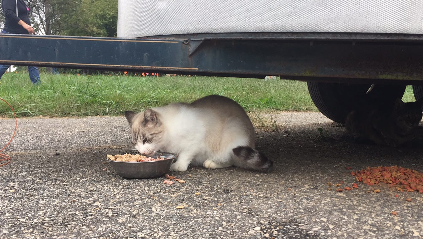 Delaware Spca Stanton Location Will Reopen