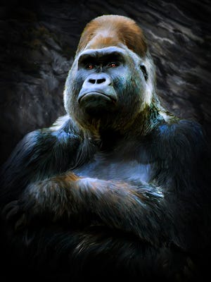 A painting of the Cincinnati Zoo's gorilla, Harambe, by Burlington artist Deb Minnard