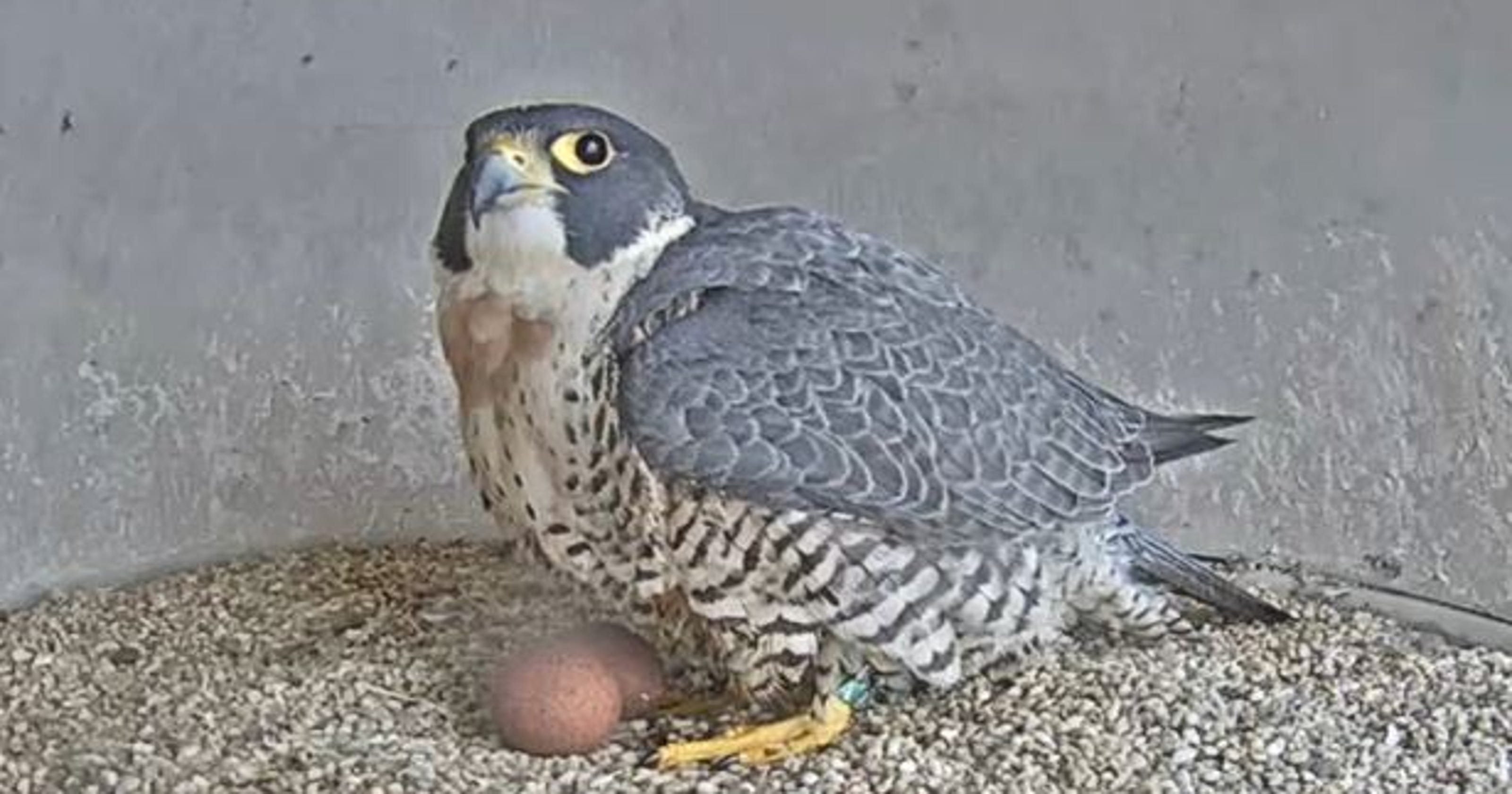 Union County S Peregrine Falcons Welcome 2 New Eggs
