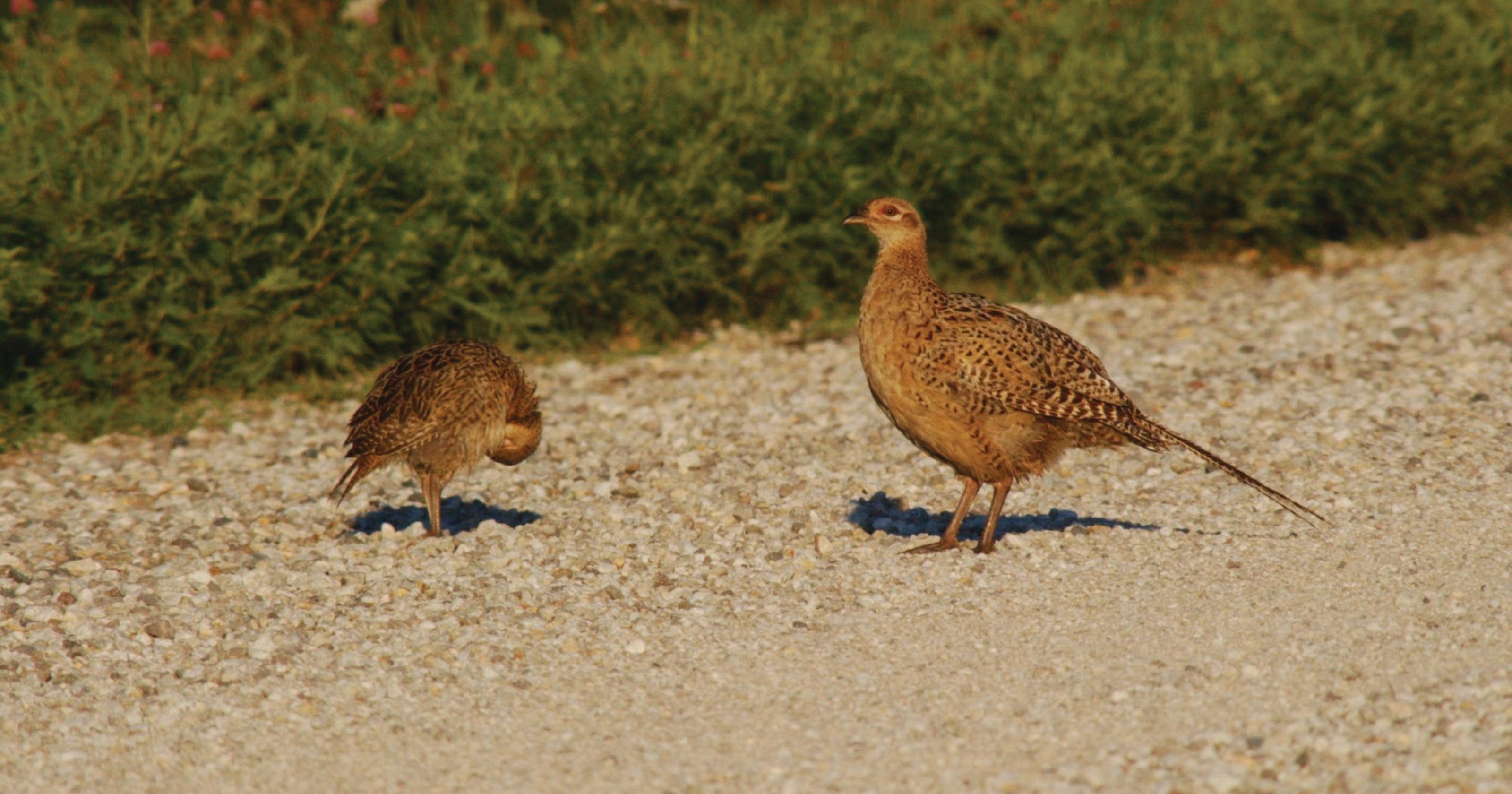Iowa pheasant count a hotly watched annual tradition