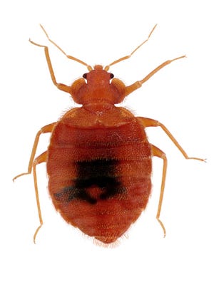 Bedbugs are highly mobile and difficult to get rid of once they've infested an area. They are about the size of apple seeds.