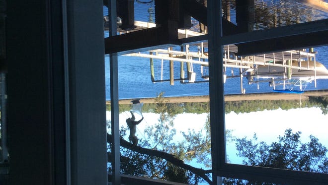 A monkey, upper right, hangs upside down outside of Linda and Paul Cowan's home along the Carrabelle River. Sightings of what wildlife officials believe are rhesus macaque monkeys have continued to increase along the Franklin County coast since December.
