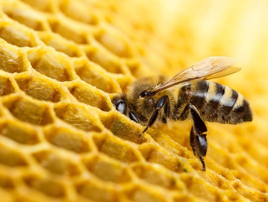 Bee