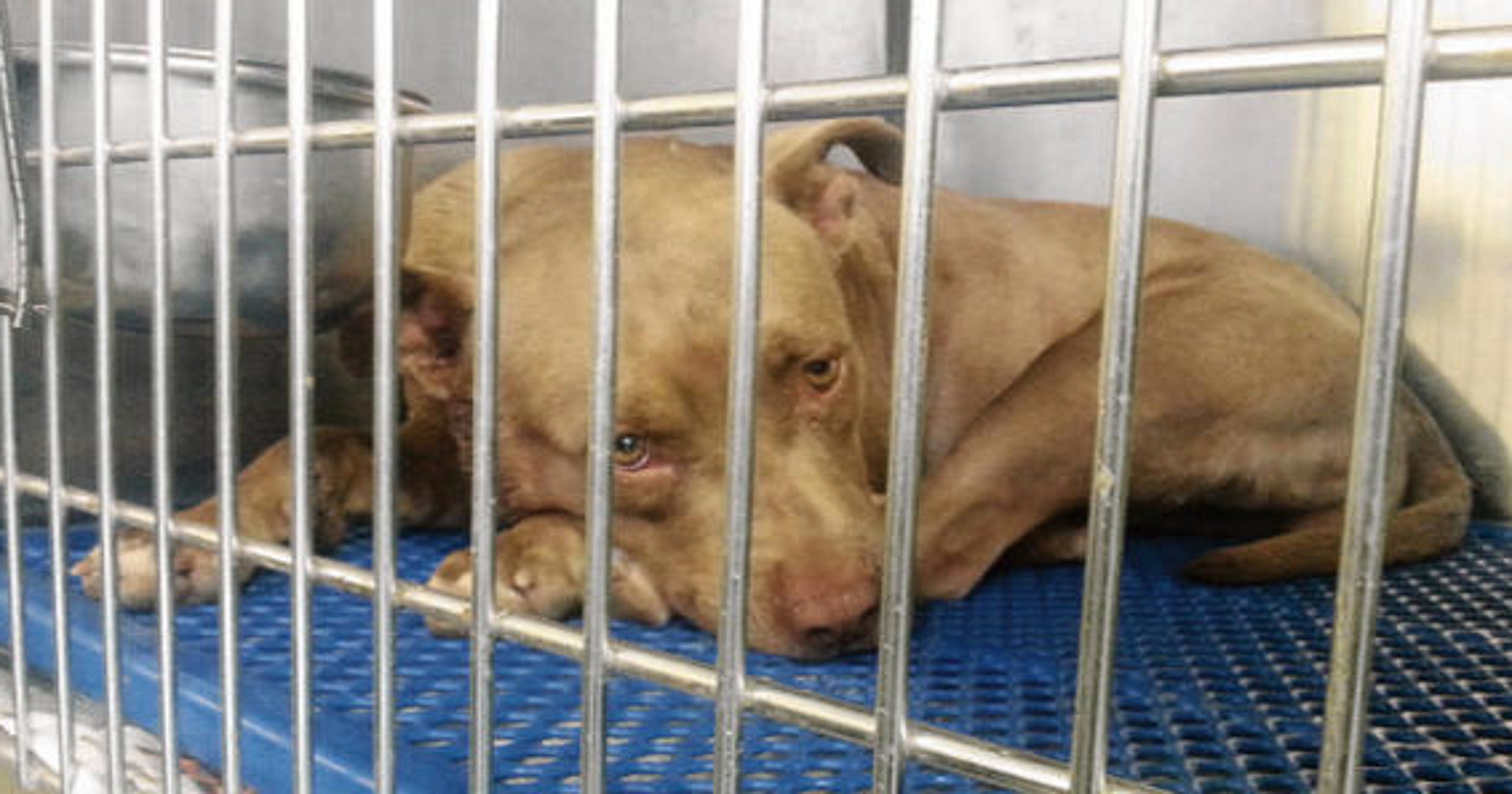 PETA urges city of El Paso to investigate conditions at animal shelter