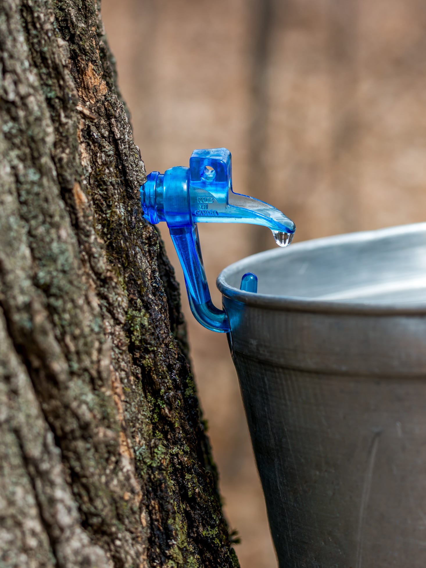 Ledge View Nature Center to host Maple Syrup Sunday March 18
