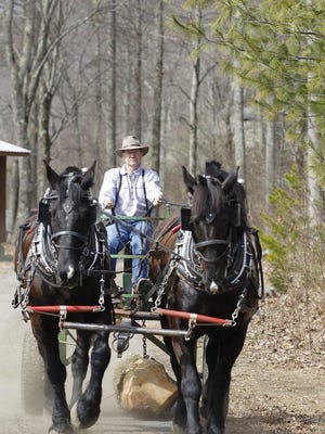 Bob Richens of Banks Mountain Forest Farm is using his team of work horses to extract ash timber from the property before damage from the Emerald Ash Borer renders the wood unusable.