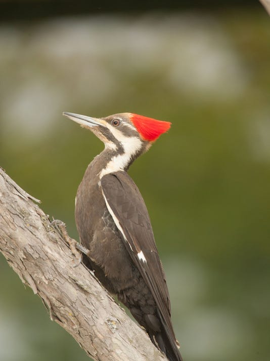 Critter of the Week: Pileated woodpecker