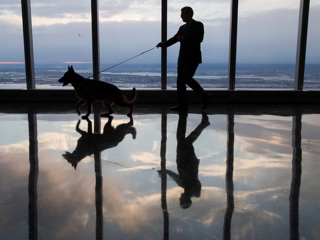 Handler and co-owner Kent Boyles walks with Rumor, a German shepherd, on the 102nd floor of One World Observatory on Feb. 15, 2017 in New York. Rumor won Best in Show during the during the 141st Westminster Kennel Club Dog Show.