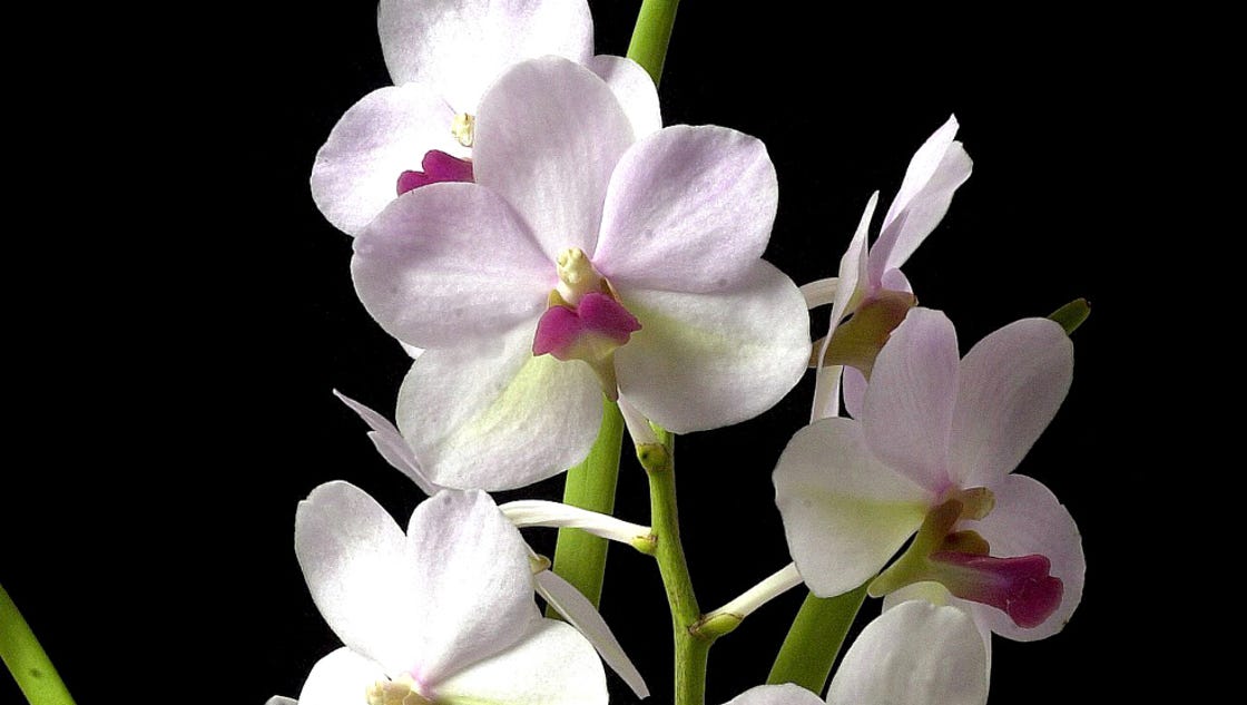 Orchids in the winter