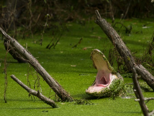 Massive Gators Keep Showing Humans Who S Boss