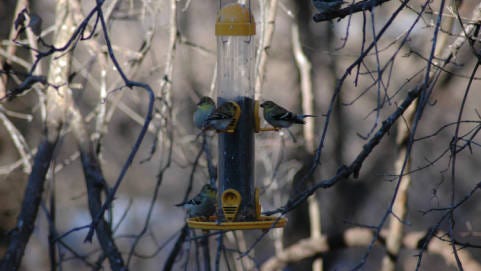 
Goldfinches like these showed up at feeders in Towns of Wappinger recently after not being seen much since the end of spring.
